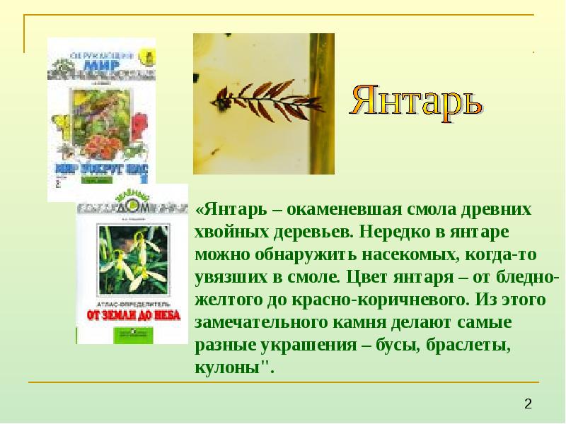 Живица сосновая. Драгоценные камни презентация. Смола древних деревьев. Янтарь окаменевшая смола хвойных деревьев предложение приобретает. Янтарь окаменевшая смола.