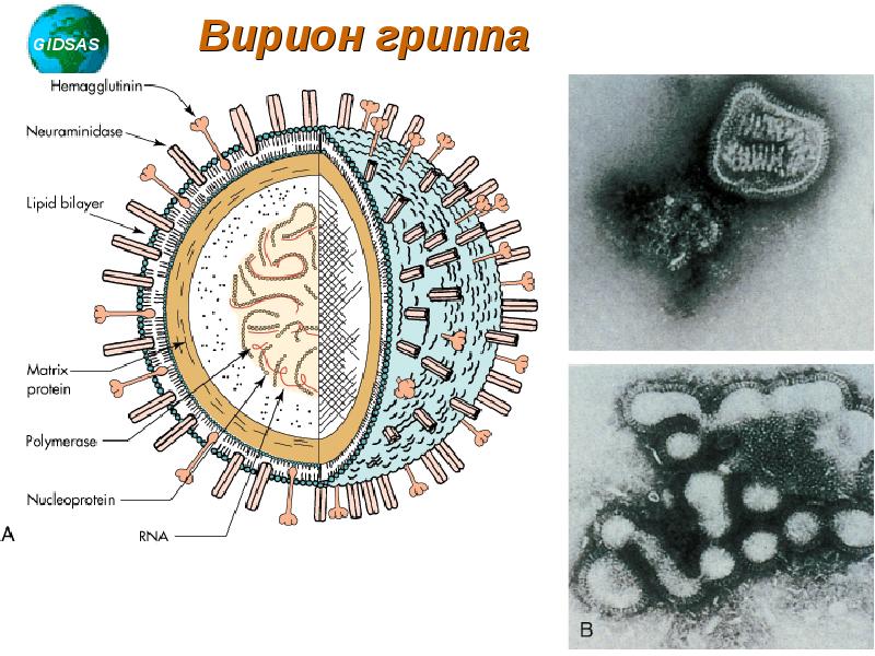 Вирус гриппа семейство. Вирусные частицы Вирионы. Структура вириона вируса гриппа. Строение вириона микробиология. Строение вирусной клетки Вирион.