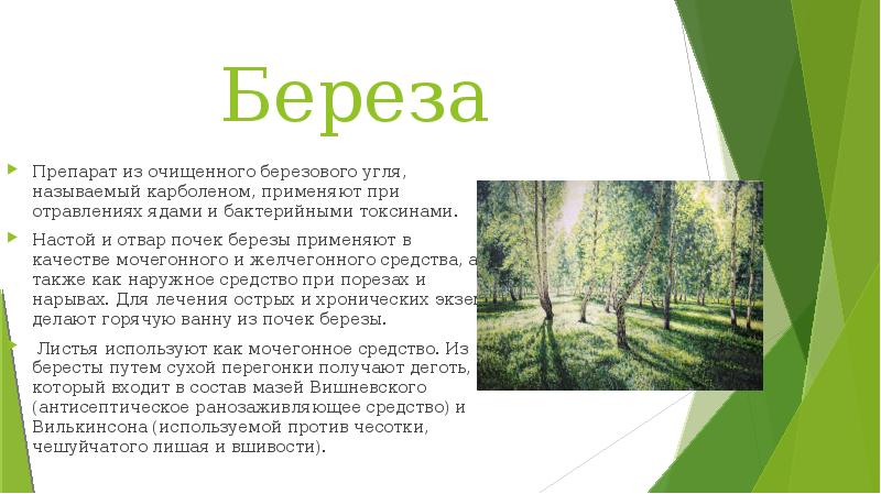 Препараты березы