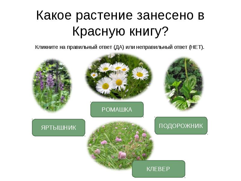 Определение растения по фото со своего телефона бесплатно без регистрации