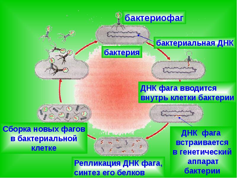 Синтез белка в бактериальной клетке