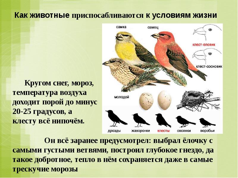 Приспособления к образу жизни птиц