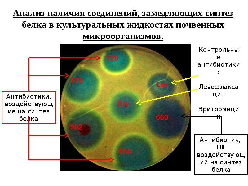 Ферменты фото. Ферменты. Белок синтезированный бактериями. Белок синтезированный бактериями. Бактерии в биотехнологии.