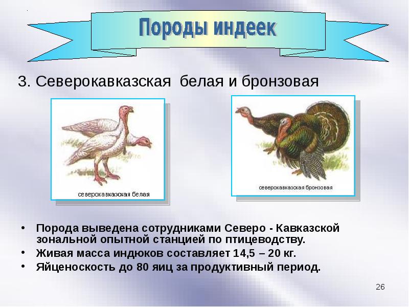 Породы индеек презентация