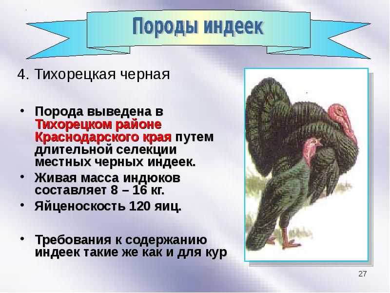 Породы индеек презентация