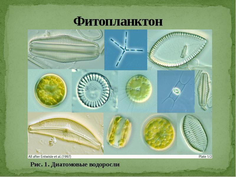 Фитопланктон дать определение. Диатомовые водоросли хлорофилл. Планктонные диатомовые водоросли. Фитопланктон диатомовые водоросли. Диатомит водоросли.