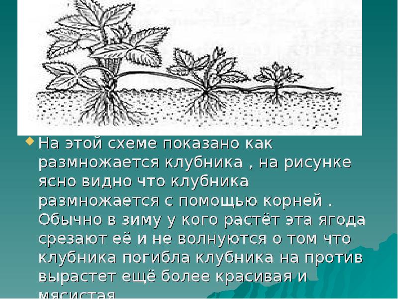 Как называется способ размножения садовой земляники изображенной на рисунке простое деление