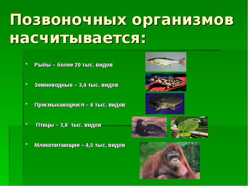 Расставьте перечисленные виды изображения земной поверхности в порядке увеличения их подробности