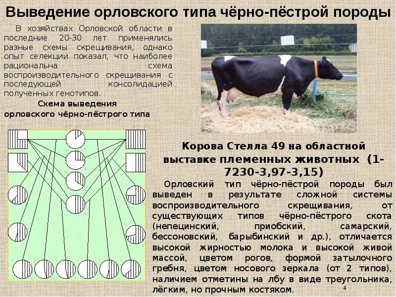 Составить схему скрещивания и рассчитать доли крови у приплода