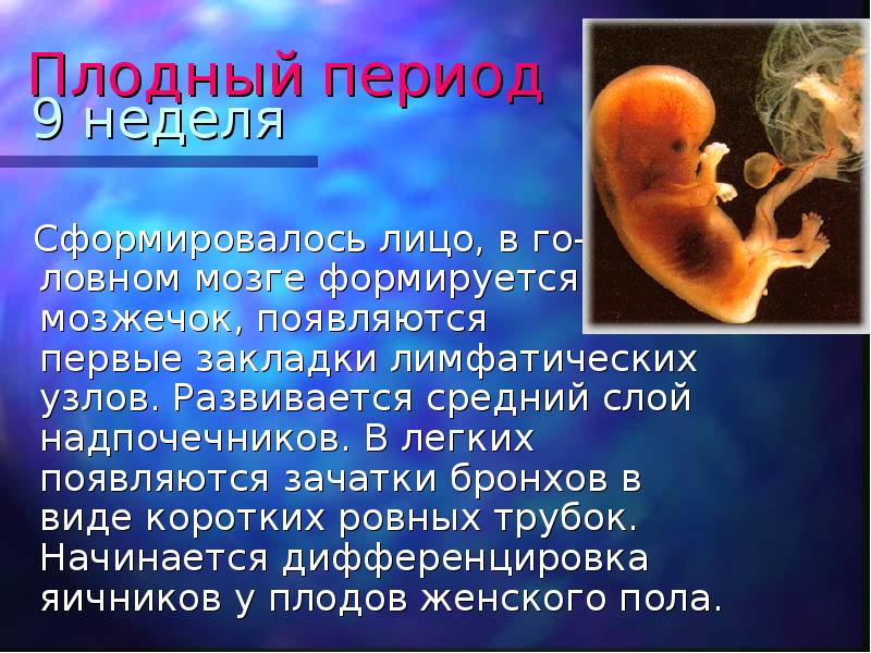 Особенности внутриутробного развития человека. Эмбриональный и фетальный периоды внутриутробного развития. Эмбриональный и плодный периоды внутриутробного развития человека. Фетальный плодный период.