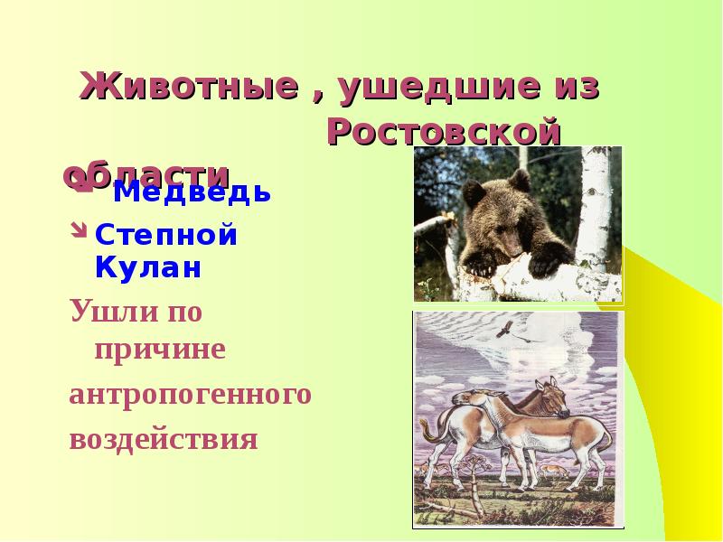 Расположи животных. Животные красная книга Ростовской области медведь. Медведь красная книга Ростовская область. Животные Ростовской области в красной книге желтой странице. Презентации о животном из красной книге Ростовской области.