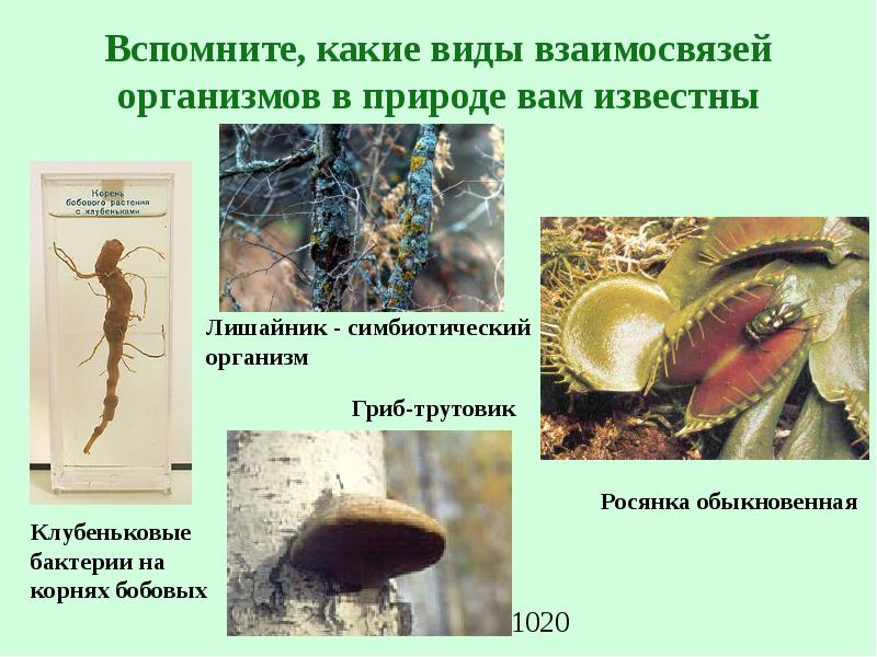 Презентация на тему роль животных в природе и жизни человека 7 класс