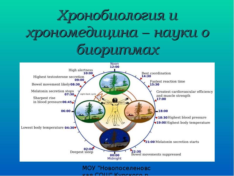 Биоритмы в природе презентация