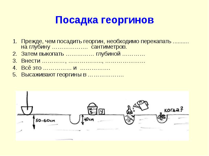 Георгины схема посадки в грунт