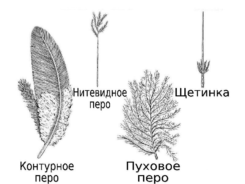 Схема строения контурного пера