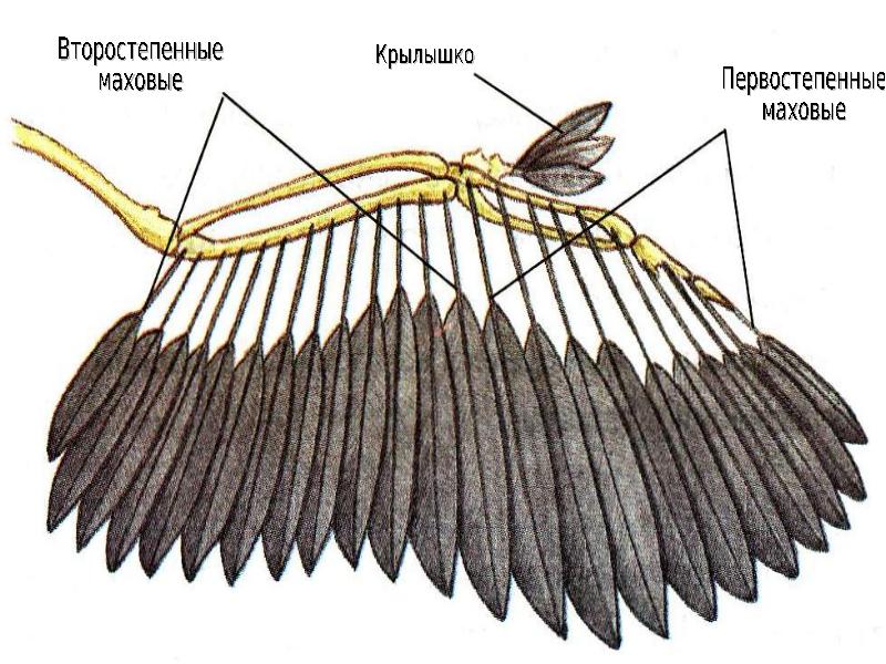 Схема скелета крыла и расположения маховых перьев