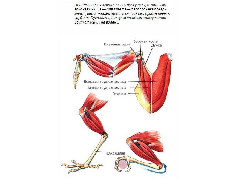 Сильно обеспечивающий. Функция мускулатуры у птиц. Мускулатура птиц 7 класс биология. Анатомия мышц птицы. Класс птицы мускулатура.
