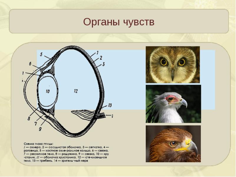 Органы чувств система птиц