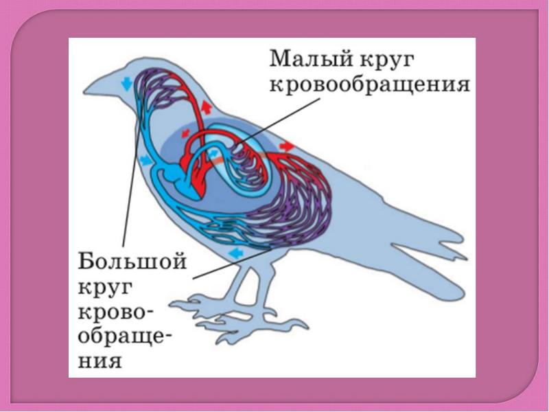 Схема кровообращения птиц