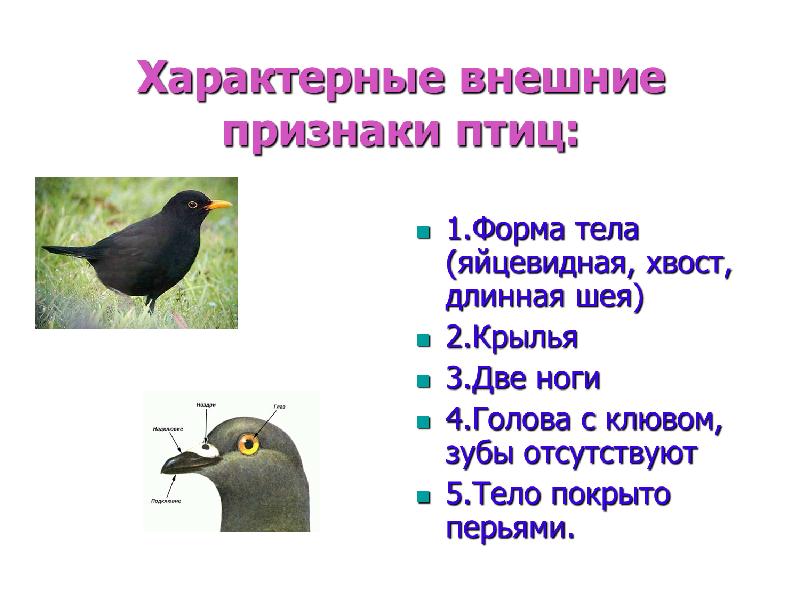Конспект по теме класс птицы. Характерные признаки птиц. Класс птицы презентация. Общие признаки птиц. Назовите характерные признаки птиц.