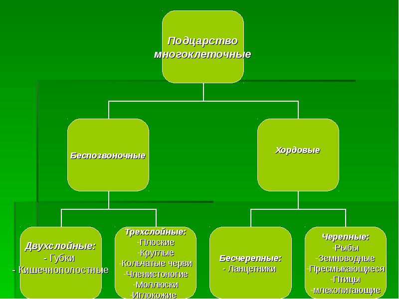 Подцарства животных. Подцарства живой природы. Царства живой природы и подцарства животных. Подцарство животных многоклеточные. Царство и Подцарство в биологии.