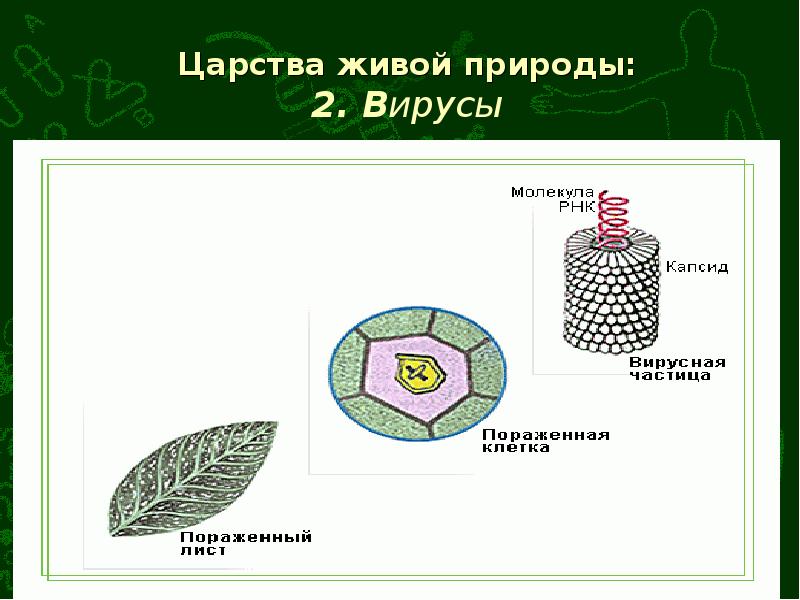 Биология царство вирусы. Царство вирусы. Представители царства вирусов. Царства живых организмов вирусы. Царства вирусы биология.