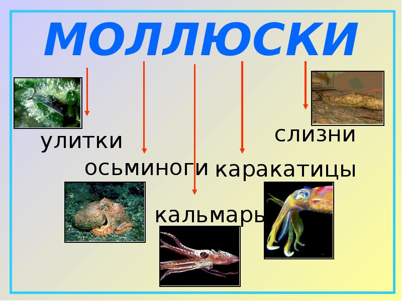 Многообразие животного мира презентация