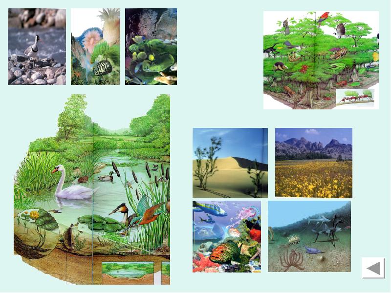 Выберите природный биоценоз. Биоценоз рисунок. Биоценоз болота. Многообразие биоценозов. Природные объекты биотопы.