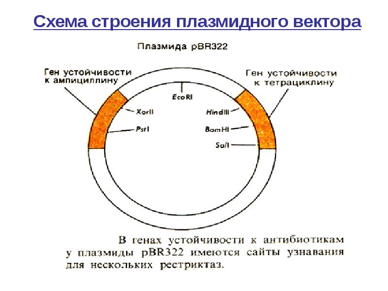 Элементы плазмид