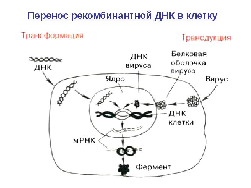 Превращение клетки. Методы переноса ДНК В клетку. Трансформация бактерий. Методы введения рекомбинантной ДНК В клетки. Трансформация и трансдукция.