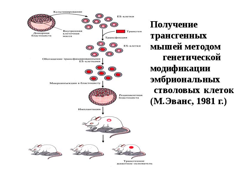 Хроника генной модификации. Генетической модификации эмбриональных стволовых клеток. Получение эмбриональных стволовых клеток схема. Эмбриональных стволовых клеток мыши.. Получение трансгенных животных эмбриональные стволовые клетки.