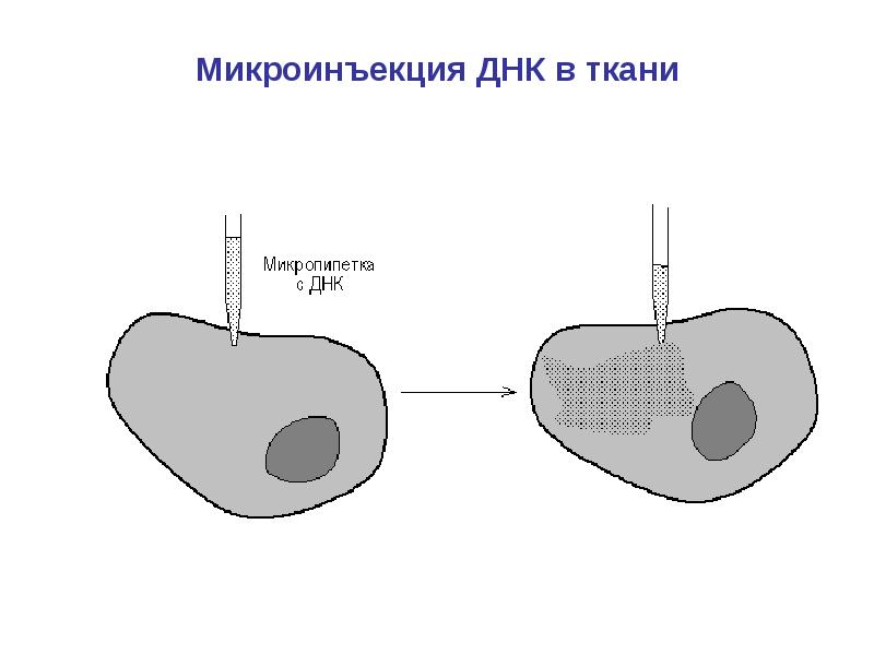 Генные вакцины. Методы внедрения днк в клетку. Днк введение. Днк введение. Днк вакцины.