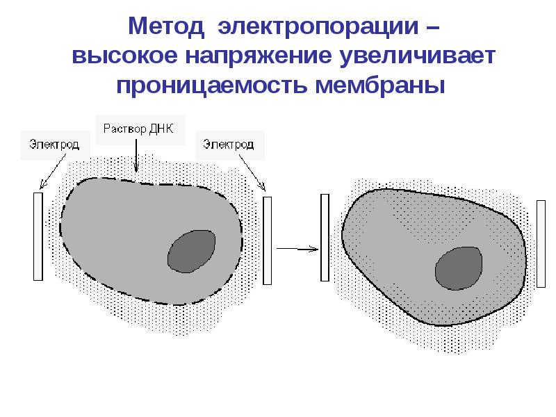 Мембрана днк. Электропорация генная инженерия. Электропорация ДНК. Электропорация клеток. Электропорация мембраны.