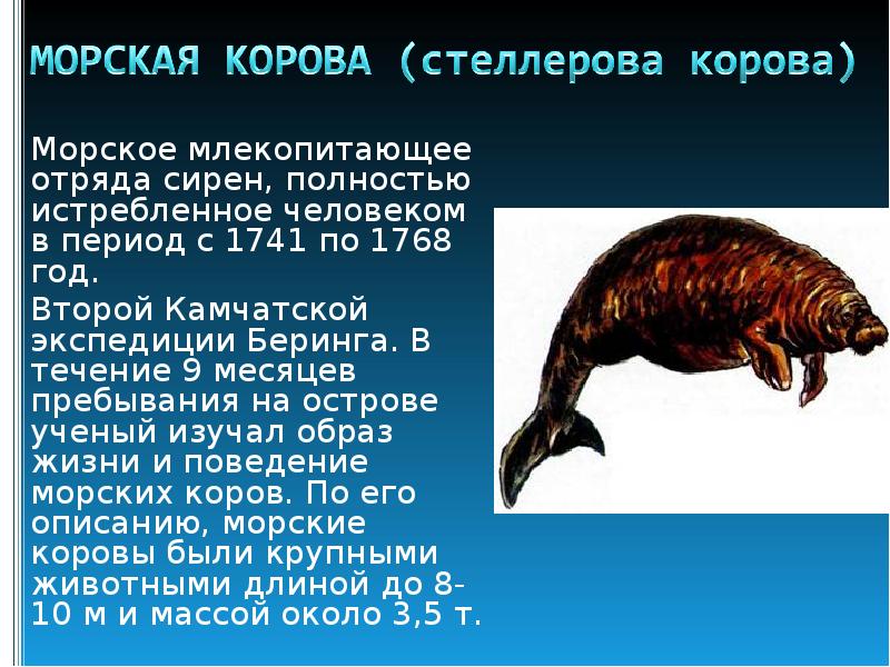 Презентация морская корова