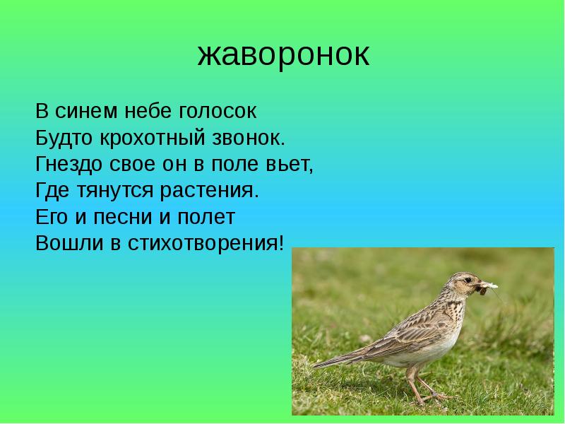 Жуковский жаворонок 2 класс 21 век презентация