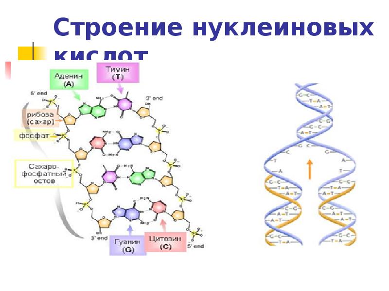 Передача наследственной информации начинается на уровне. Передача наследственной информации начинается на уровне
