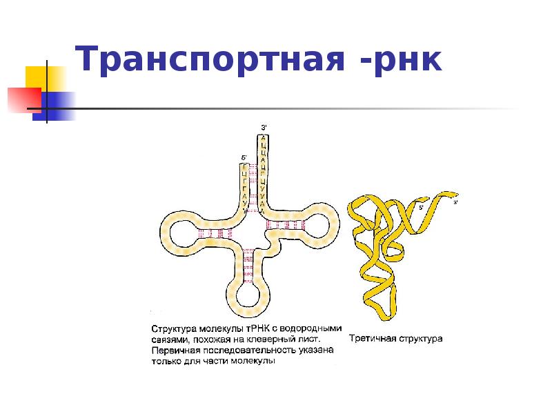 Транспортная рнк рисунок