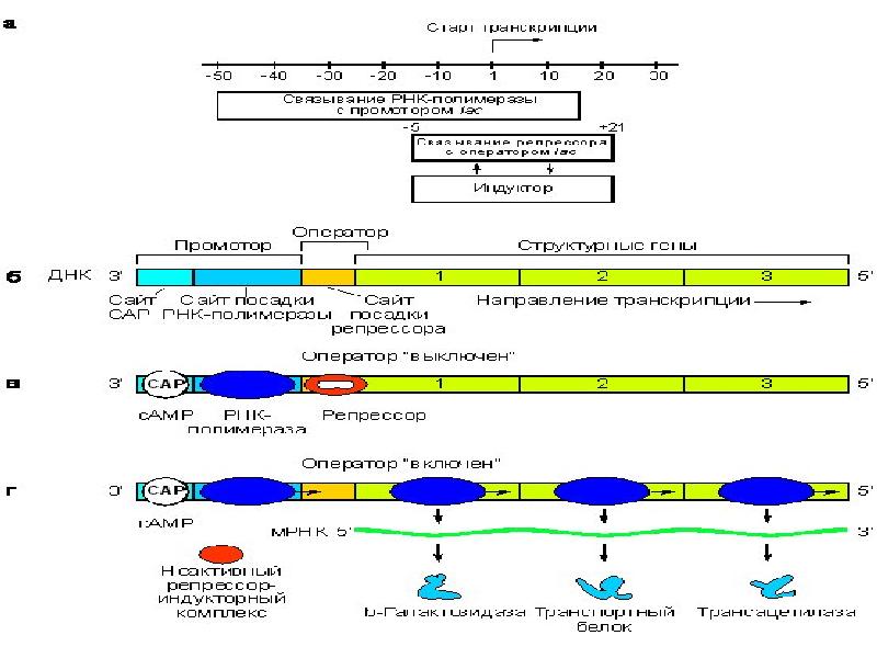 Матричная и транскрибируемая днк. Тонкая структура Гена. Структура Гена тонкая структура Гена. Модель оперона. Тонкое строение Гена.