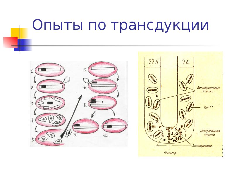 Схема трансдукция у бактерий