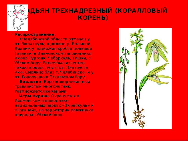 Семена которые распространяются ветром. Приспособления для распространения лопуха. Коралловый корень растение. Козлобородник корневище. Растения с глубокой корневой системой.