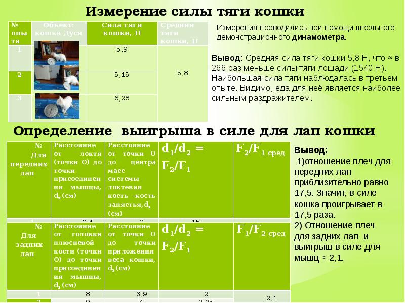 Проект биомеханика кошки