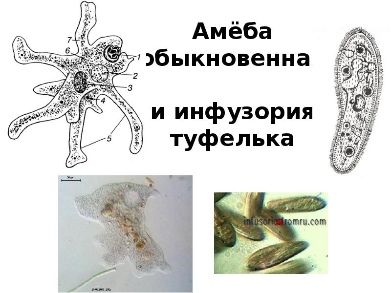 Амеба туфелька. Амеба обыкновенная и инфузория туфелька. Амеба и инфузория туфелька. Амебы инфузории туфельки.