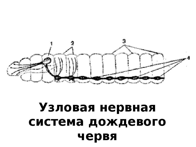 Нервная система узлового типа. Узловая нервная система у кольчатых червей. Тип нервной системы дождевого червя. Узловая нервная система. Узловая нервная система червей.