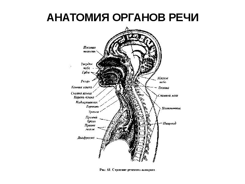 Органы речи. Анатомия речевого аппарата и физиология органов речи. Патологии органов речи схема. Анатомическое строение органов речи. Презентация на тему анатомия, физиология и патология органов речи.