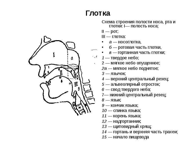 Строение носоглотки человека схема