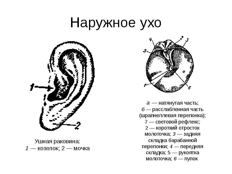 Запиши общее название органов указанных на рисунке нос глаз ухо кожа