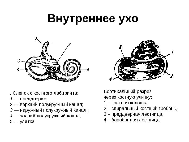 Внутреннее ухо схема