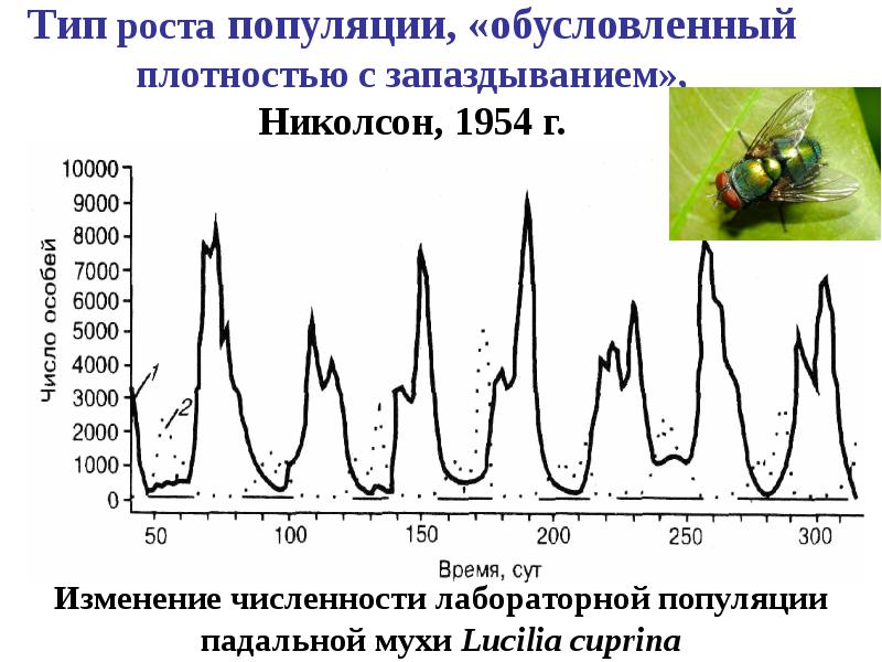 Рост популяций хищных животных особенности местного климата. Типы роста популяций. Изменение численности популяции. Типы колебания численности популяции.