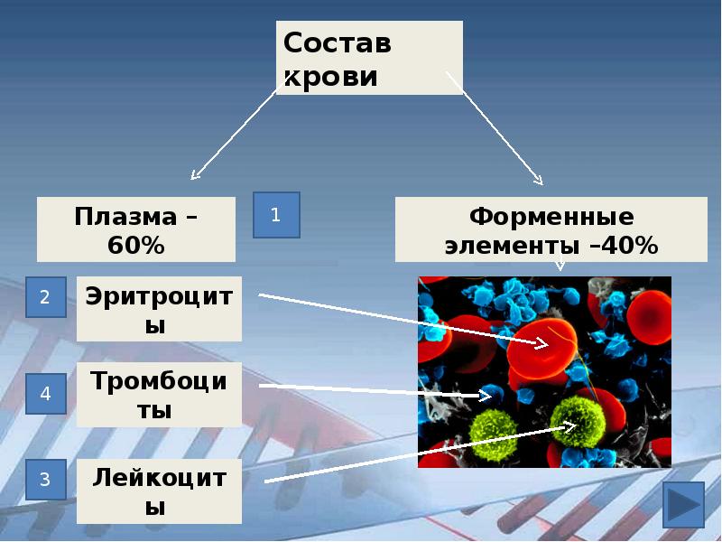 Химический состав крови презентация