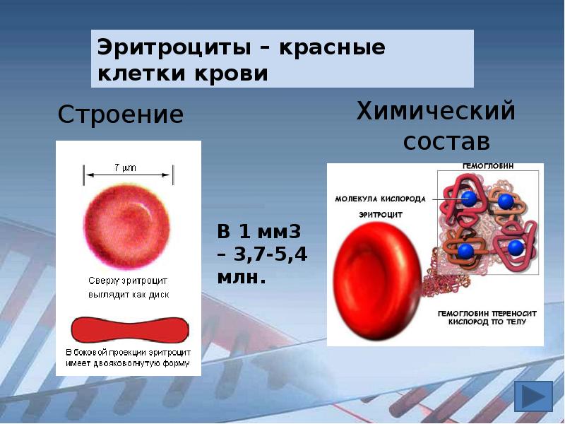 Эритроцит функции клетки. Строение эритроцитов биология 8 класс. Эритроциты строение клетки. Строение красной клетки крови - эритроциты. Схема строения эритроцита.